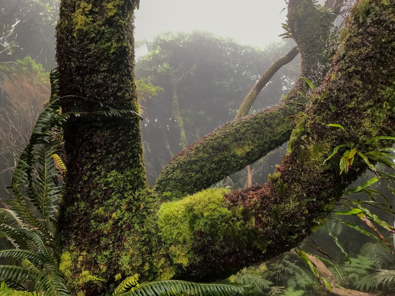 Moss-covered tree trunks and ferns in misty forest on Mt. Gower