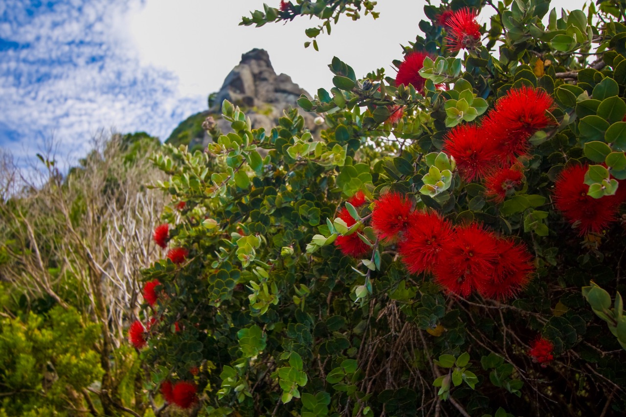 Red flowering branches with the rocky profile of Mt. Gower beyond