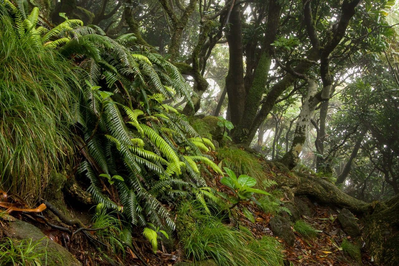 Bright green ferns growing across a mossy forest floor on Mt. Gower
