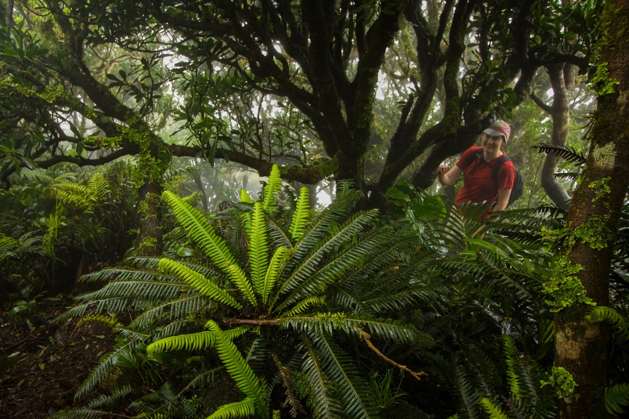 A hiker making their way through lush forest on the Mt. Gower route
