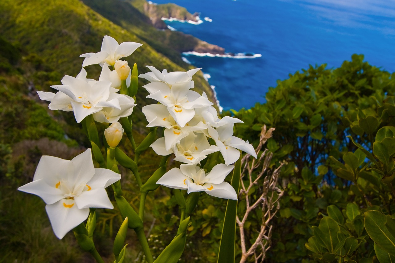 White flowers above the deep blue ocean and Lord Howe Island coastline